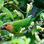 Conure cuivrée