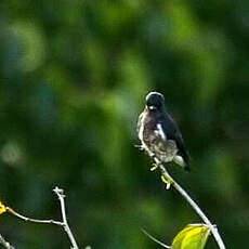 Cotinga brun