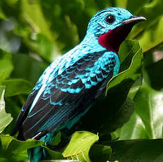 Cotinga de Cayenne