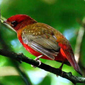 Cotinga ouette