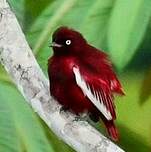 Cotinga pompadour