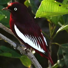 Cotinga pompadour