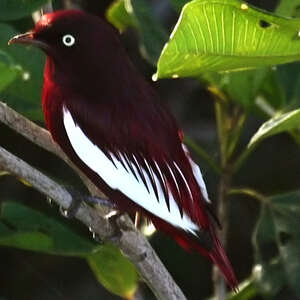 Cotinga pompadour