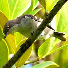 Dacnis à coiffe bleue