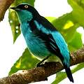 Black-faced Dacnis