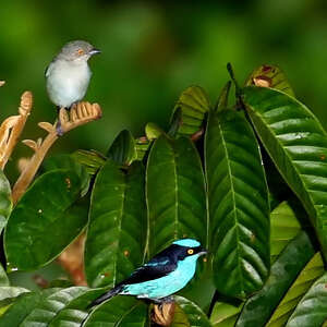 Dacnis à coiffe bleue