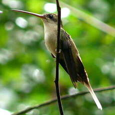 Ermite de Bourcier