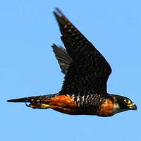 Orange-breasted Falcon - Falco