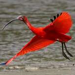 Ibis rouge