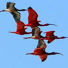 Ibis rouge