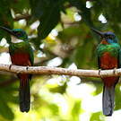 Jacamar vert