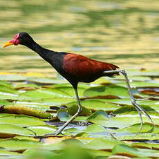 Jacana noir