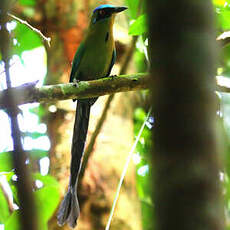 Motmot houtouc