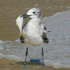 Mouette atricille