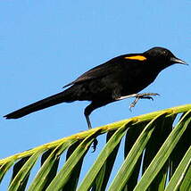 Oriole à épaulettes