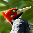 Pic de Malherbe