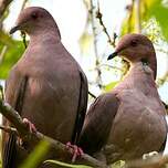 Pigeon vineux