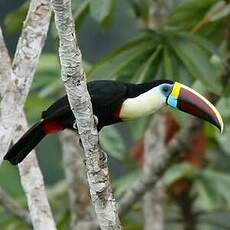 Toucan à bec rouge