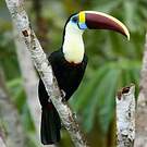 Toucan à bec rouge