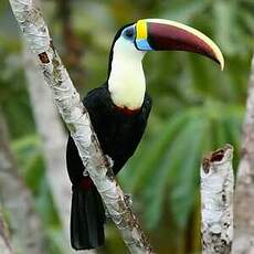 Toucan à bec rouge