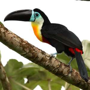 Toucan vitellin