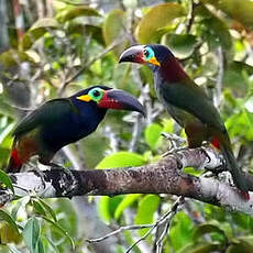 Toucanet koulik