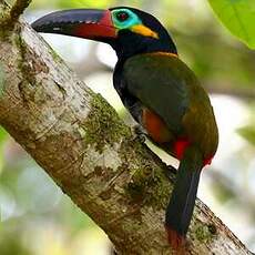 Toucanet koulik