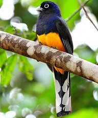 Trogon à queue blanche