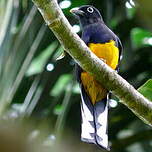 Trogon à queue blanche