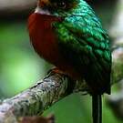 Jacamar à bec jaune