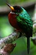 Yellow-billed Jacamar