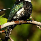 Jacamar à longue queue