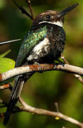 Jacamar à longue queue