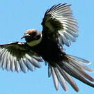 Jacamar à longue queue