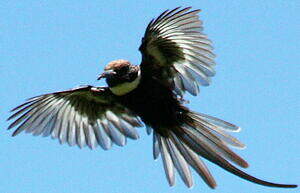 Jacamar à longue queue