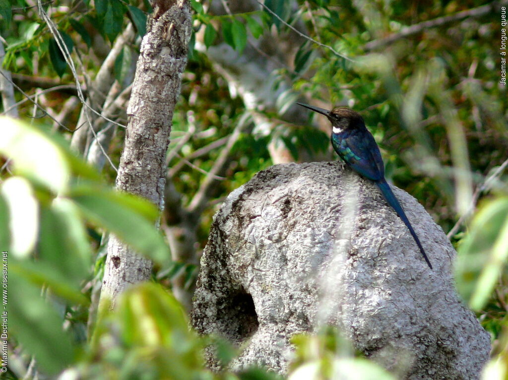 Jacamar à longue queue