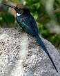 Jacamar à longue queue