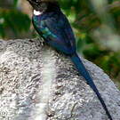 Jacamar à longue queue