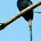 Jacamar à longue queue