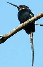 Jacamar à longue queue