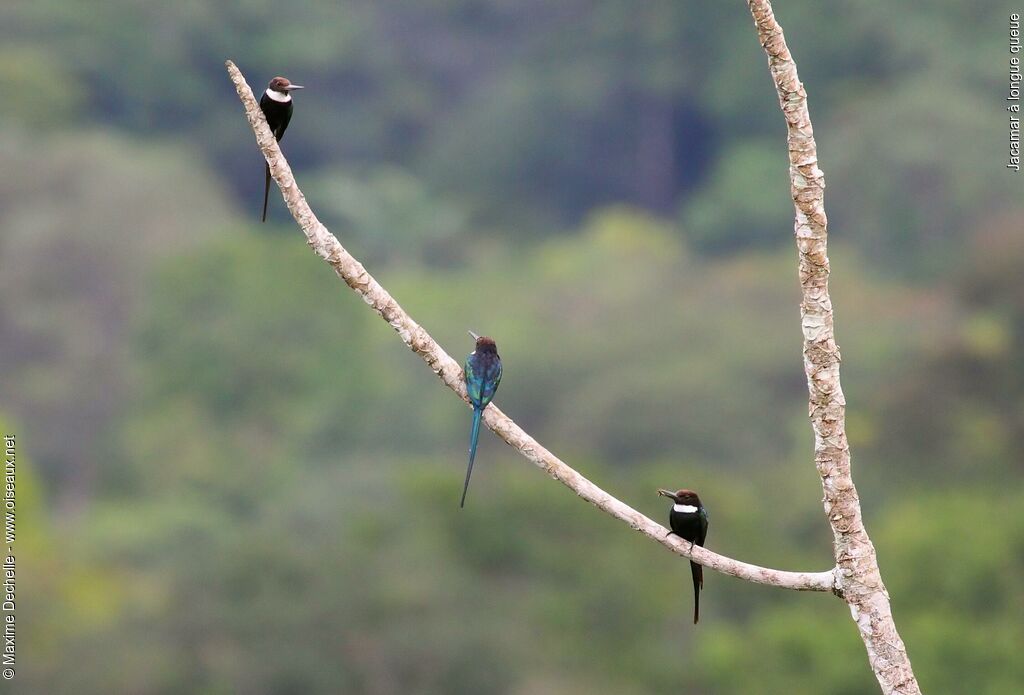 Jacamar à longue queue