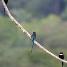 Jacamar à longue queue