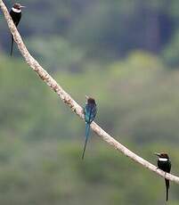 Jacamar à longue queue