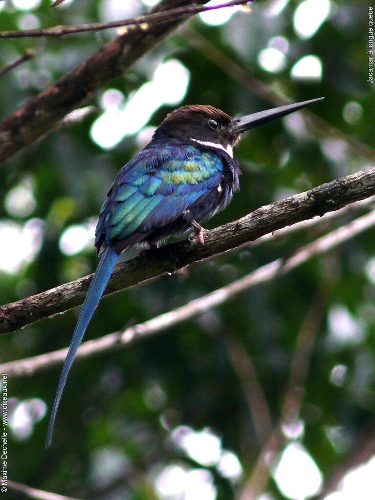 Jacamar à longue queue