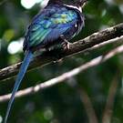 Jacamar à longue queue