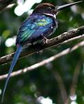 Jacamar à longue queue