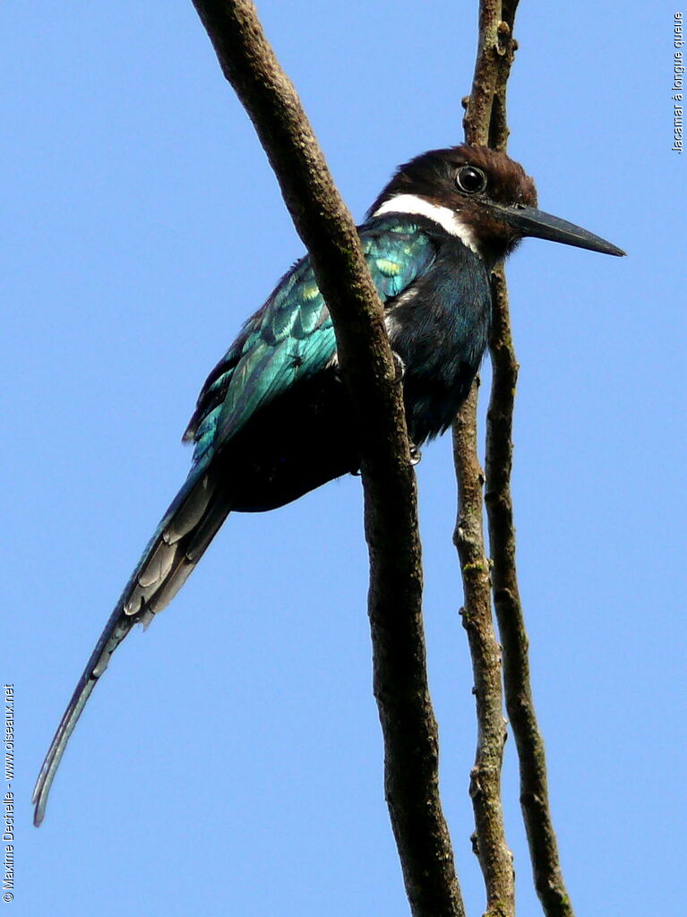 Jacamar à longue queue