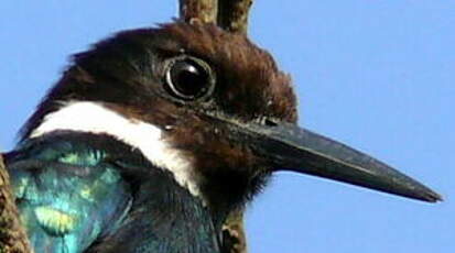 Jacamar à longue queue