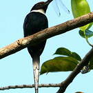 Jacamar à longue queue