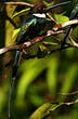 Jacamar à longue queue